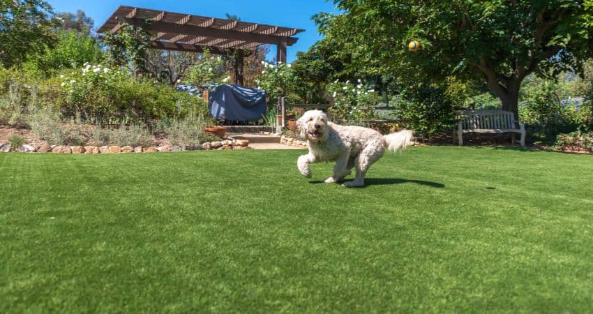 Buying Artificial Turf For Pets